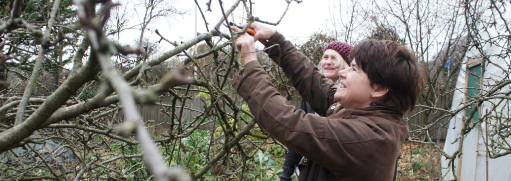 Apple tree pruning demonstration on The Fruit Garden course