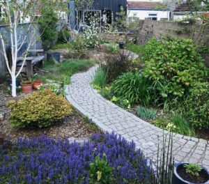 Springtime - magnificent Ajuga reptens!