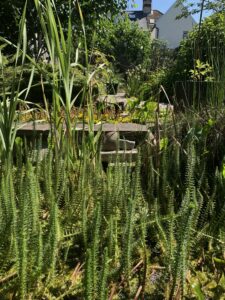 Spiked Water Milfoil in large pond