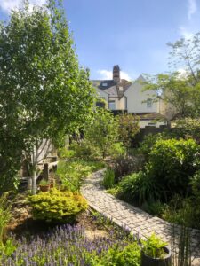 Silver birch maturing...