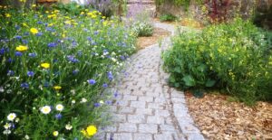 Pollinator patch looking good...