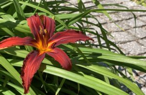 Hemerocallis Red Starling - beautiful & edible!
