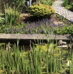 Spiked Water Milfoil & Ajuga reptens