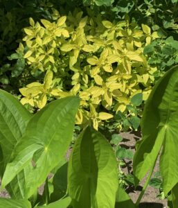 Arrowhead & Golden Oregano make a pretty pair